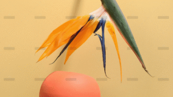 demo-attachment-719-pexels-daria-liudnaya-7354422